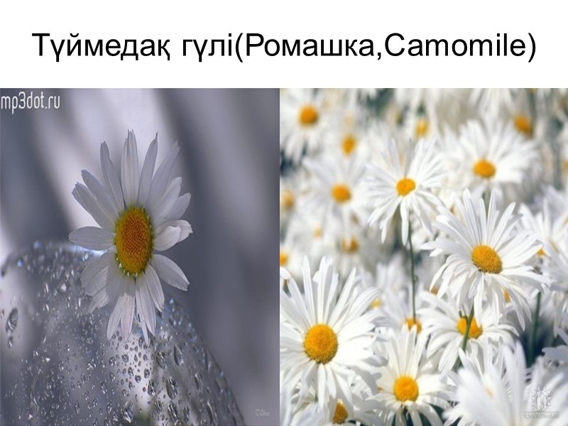 Түймедақ гүлі(Ромашка,Camomile)